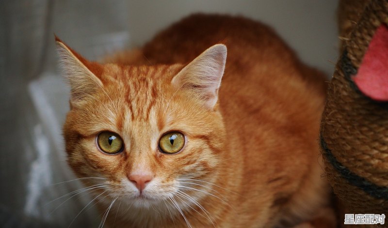 橘猫母猫的性格_橘猫和橘白性格区别 - 星座运势