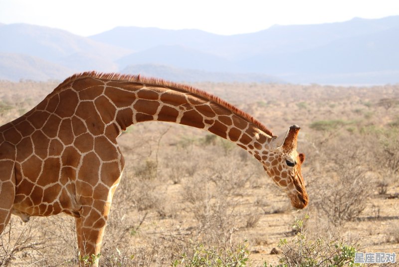 五谷丰收年像什么动物，五谷丰收开过什么生肖 - 星座运势