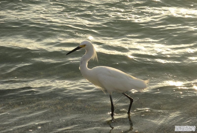 遇到狼群的预兆,梦到被人袭击 遇到狼群的预兆,梦到被人袭击 - 星座运势