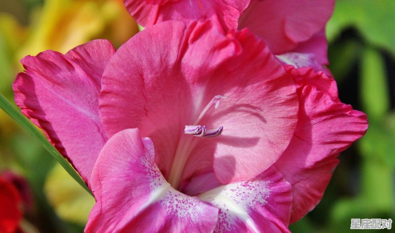 已婚天秤座近期桃花运_星座运势2021年每月运势 已婚天秤座近期桃花运_星座运势2021年每月运势 - 星座运势