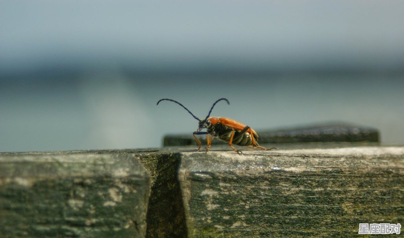 会飞的昆虫名称，梦到会飞的虫子 - 星座运势