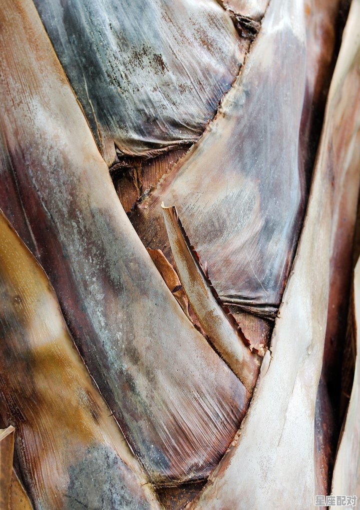 孕妇梦见一条五颜六色的鱼和大黑鱼_怀孕梦到鱼是什么意思 - 星座运势