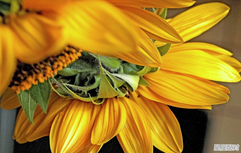 春分是什么意思,春分的意义和习俗 - 星座运势