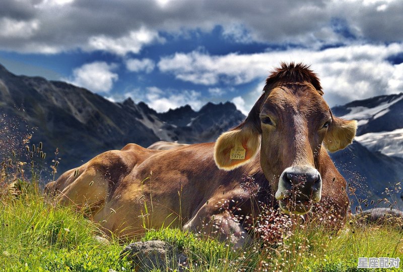 丑牛的属性，今日运势丑牛杳询 - 星座运势