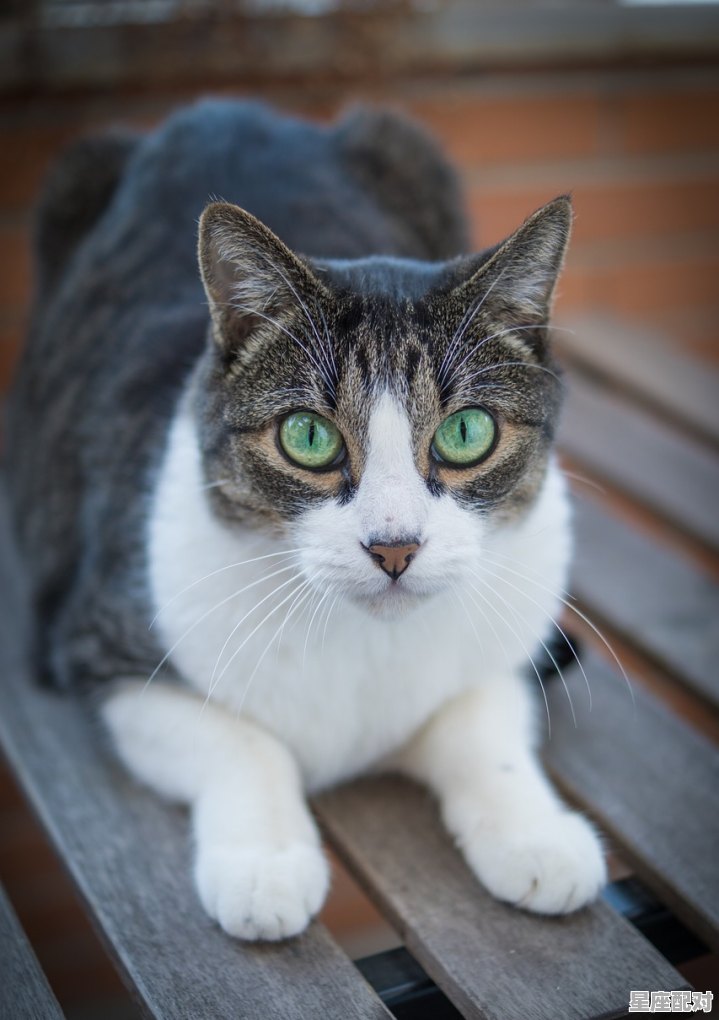 星星点灯领路人猜一动物，眼放亮光是什么生肖 - 星座运势