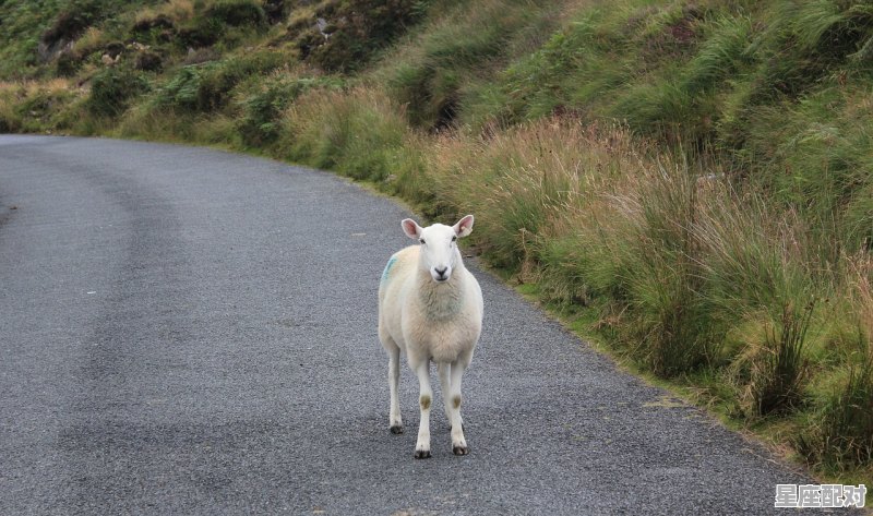 55年出生2023年多少岁，2023年羊今日运势 - 星座运势