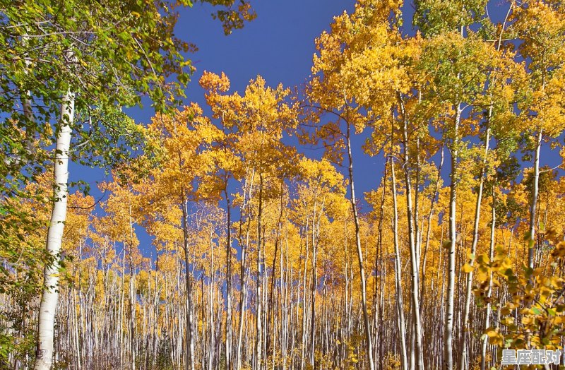 Sauvignon Blanc是什么意思,梦到芦笋 - 星座运势