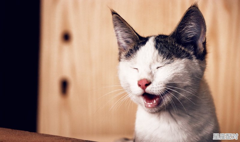 为什么猫咪会跳楼,梦到猫跳楼 - 星座运势