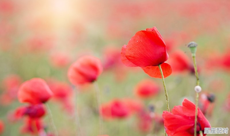 自带安静魅力的星座，什么星座纯情高冷 - 星座运势