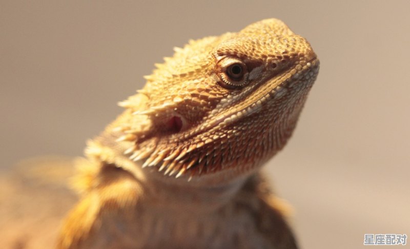 什么动物和龙是一家_属龙和什么生肖最合 - 星座运势