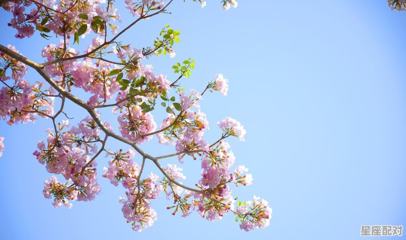天生自带桃花的五大星座女,白桃花什么星座 天生自带桃花的五大星座女,白桃花什么星座 - 星座运势