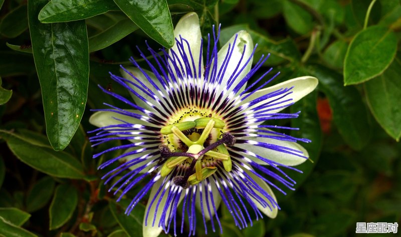 自己属什么星座怎么查_怎样看自己是什么星座 - 星座运势