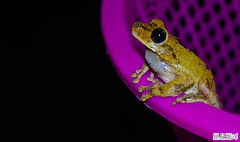 井底之蛙开过什么动物,鼠目寸光开过什么生肖 - 星座运势