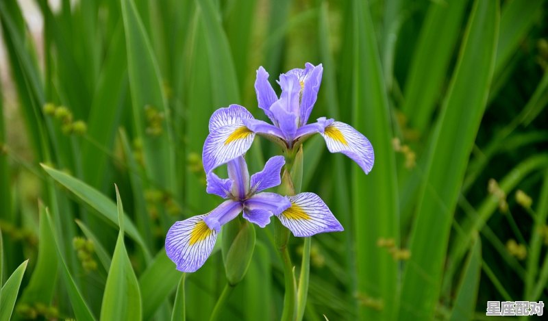 双鱼座最详细的性格_双鱼座性格特点 - 星座运势