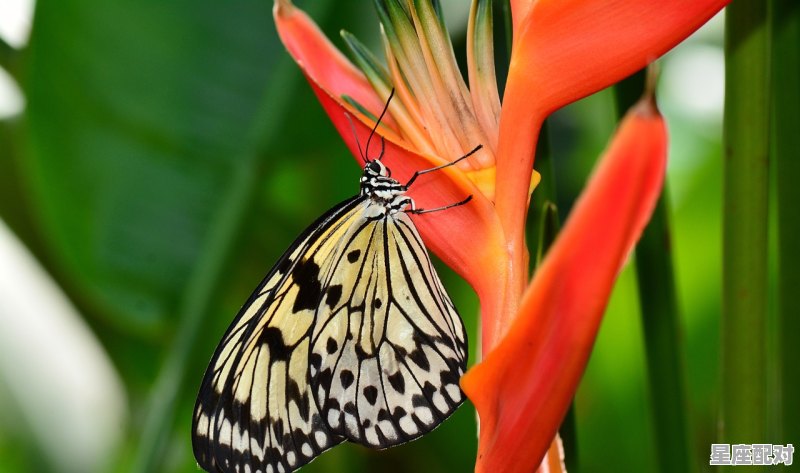 七情六欲意心歪,斜月三更门半开指什么生肖_生笔画顺序怎么写 - 星座运势