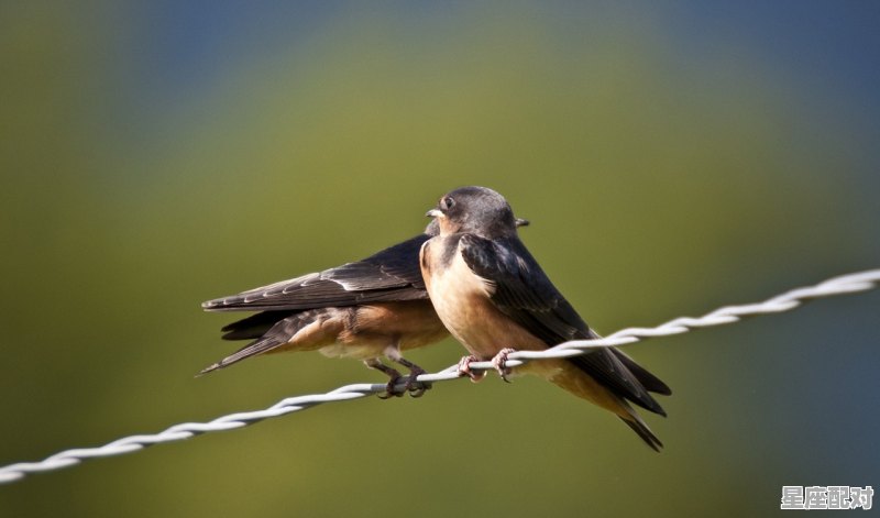 燕子代表12生肖里什么动物，三六回下是什么生肖 - 星座运势