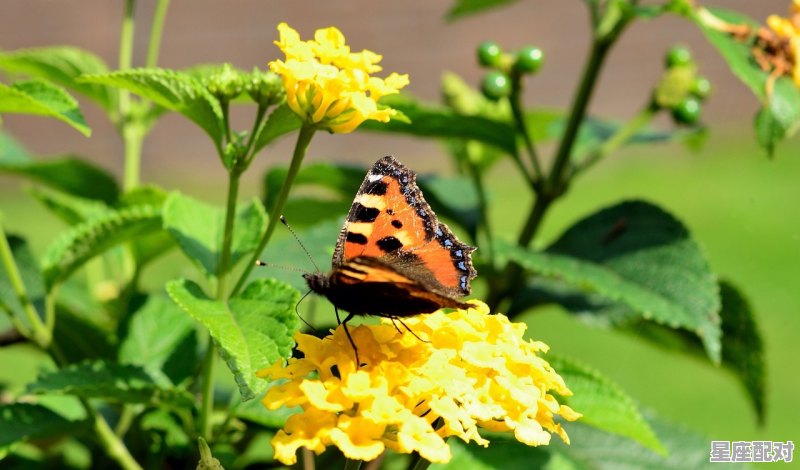 形容甲子的经典句子,莫学武陵人是什么生肖 - 星座运势
