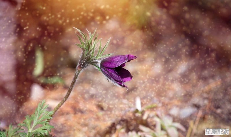 今日最佳早安句子,昨日和今日的运势 今日最佳早安句子,昨日和今日的运势 - 星座运势