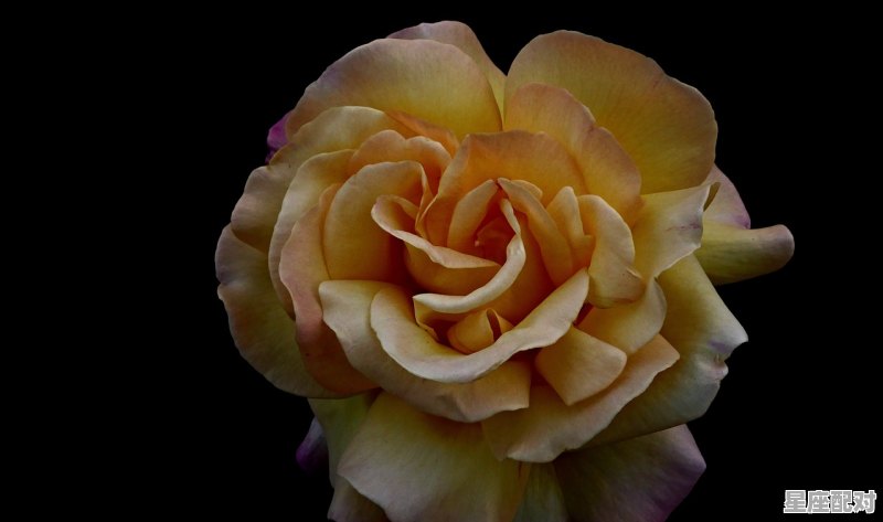 天蝎座属鸡男生的性格,鸡天蝎座性格 天蝎座属鸡男生的性格,鸡天蝎座性格 - 星座运势