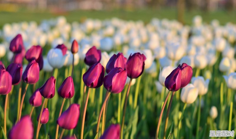 12月13日特吉运势_属鸡今日运势忌什么 12月13日特吉运势_属鸡今日运势忌什么 - 星座运势