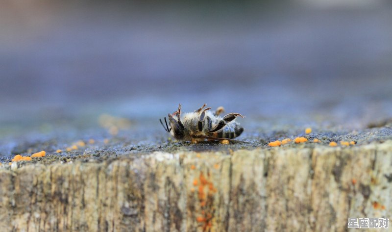 杀虫剂能杀菌吗，梦到杀虫子 - 星座运势