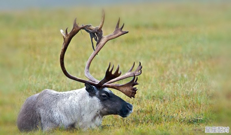 孕妇梦到好多动物,孕妇梦到好多动物 - 星座运势