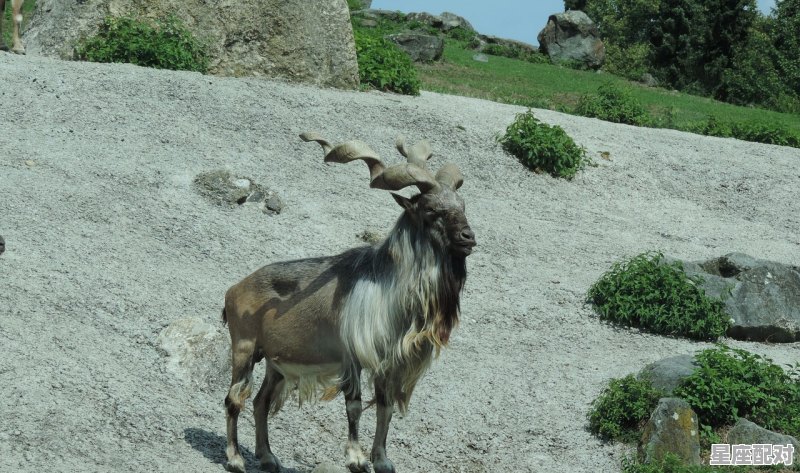 摩羯座和哪个星座是死对头啊_为什么摩羯最怕遇到狮子 摩羯座和哪个星座是死对头啊_为什么摩羯最怕遇到狮子 - 星座运势