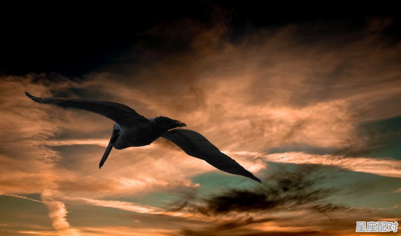 无遮无掩没法倚傍勇闯高峯更徬徨是什么动物,坚持工作不彷徨是什么生肖 - 星座运势