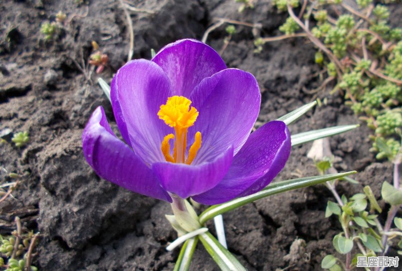 白羊天蝎座为什么是绝配_白羊跟天蝎契合的点是什么 - 星座运势