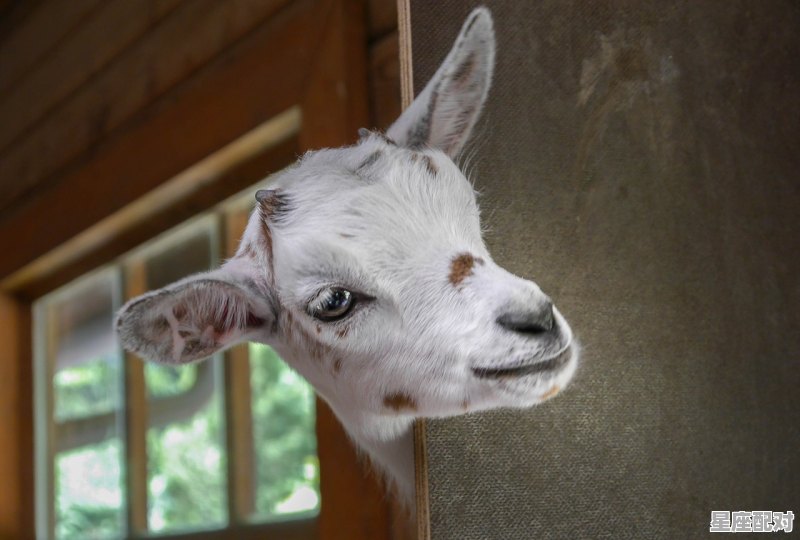 请问山羊胡的人性格_动物园小山羊的性格特征 请问山羊胡的人性格_动物园小山羊的性格特征 - 星座运势