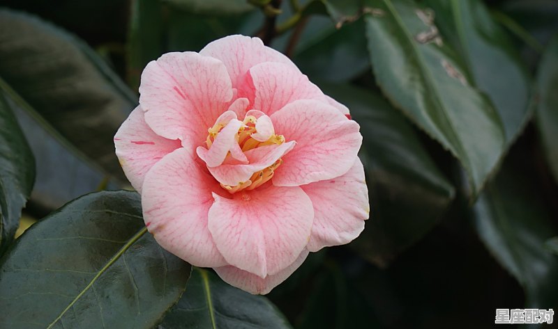 双子座的性格和脾气，双子座性格是 - 星座运势