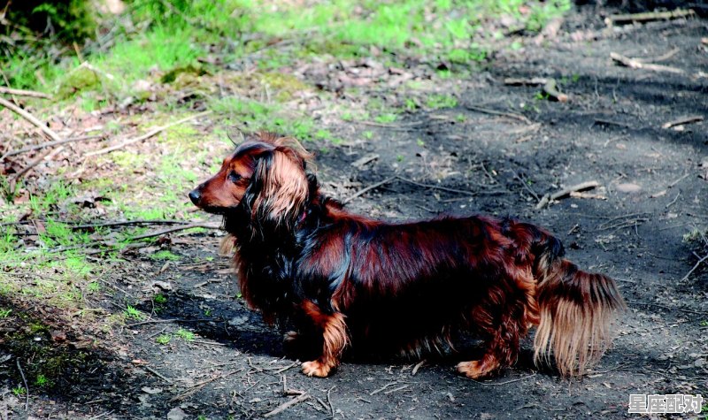 老虎的弟弟是谁,四亲六友是什么生肖 老虎的弟弟是谁,四亲六友是什么生肖 - 星座运势