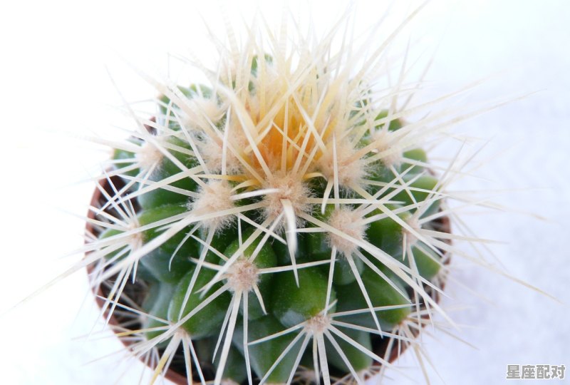 属羊的家里适合养什么花或盆栽，十二生肖家里放什么花 - 星座运势