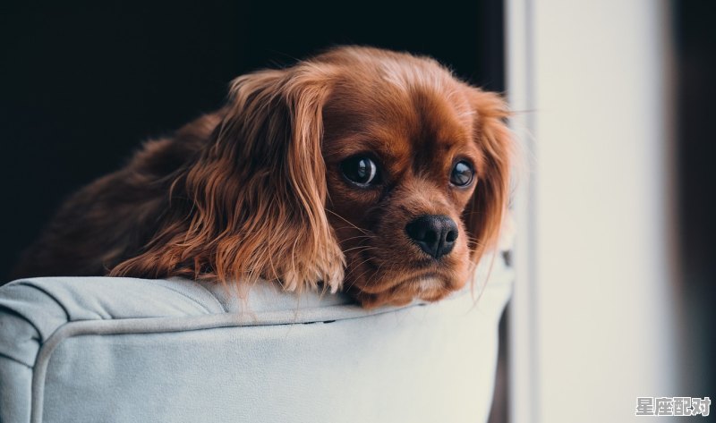 一家之主是什么动物,一家无主是什么生肖 - 星座运势