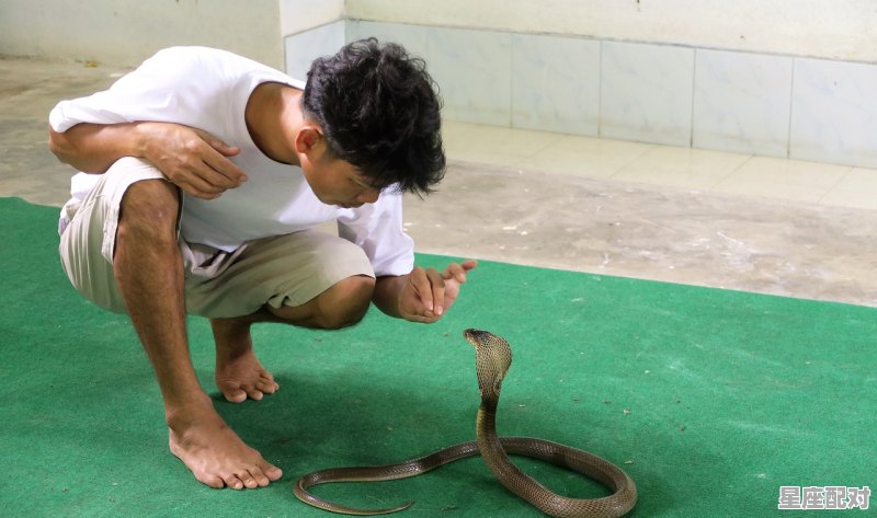 蛇会不会追人,梦到被蛇追是什么意思 - 星座运势