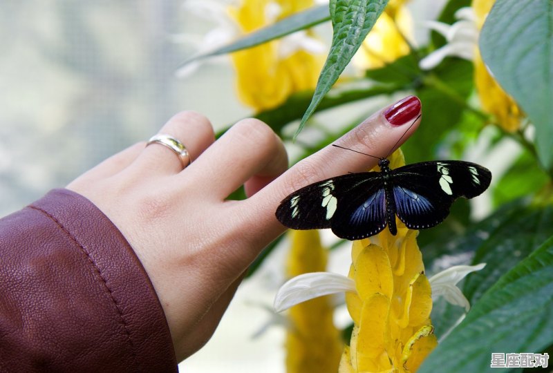 双鱼的对宫星座是什么，双鱼座对什么星座 - 星座运势