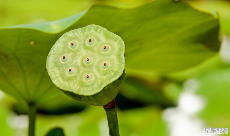 1971年4月22属猪的女是什么星座_2007农历四月十七日是什么星座 - 星座运势