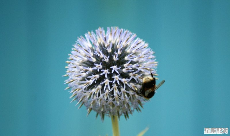 双鱼座的性格和脾气是怎样的_双鱼座的人性格有多极端 - 星座运势