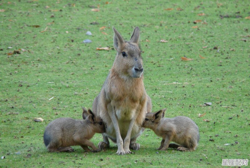 出尘不染指什么动物，富贵不能淫指什么生肖 - 星座运势