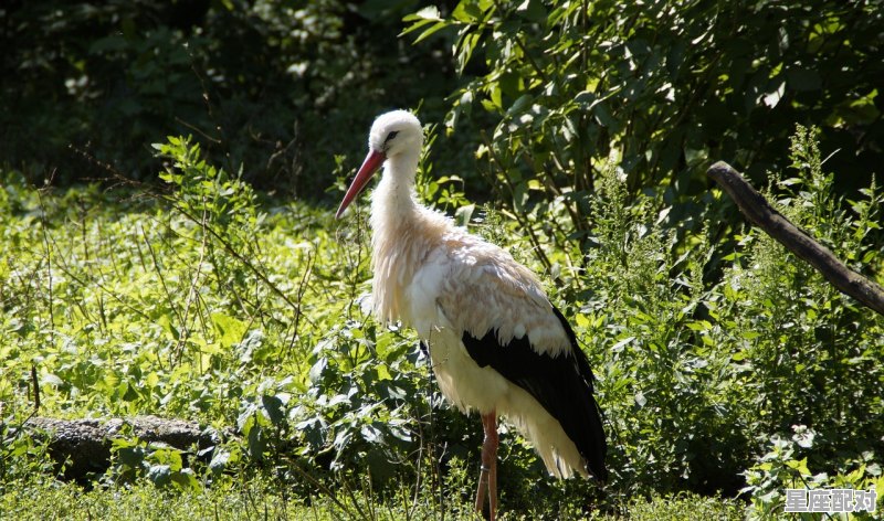 一元复始什么动物的意思，有钱无米能过冬是什么生肖 - 星座运势