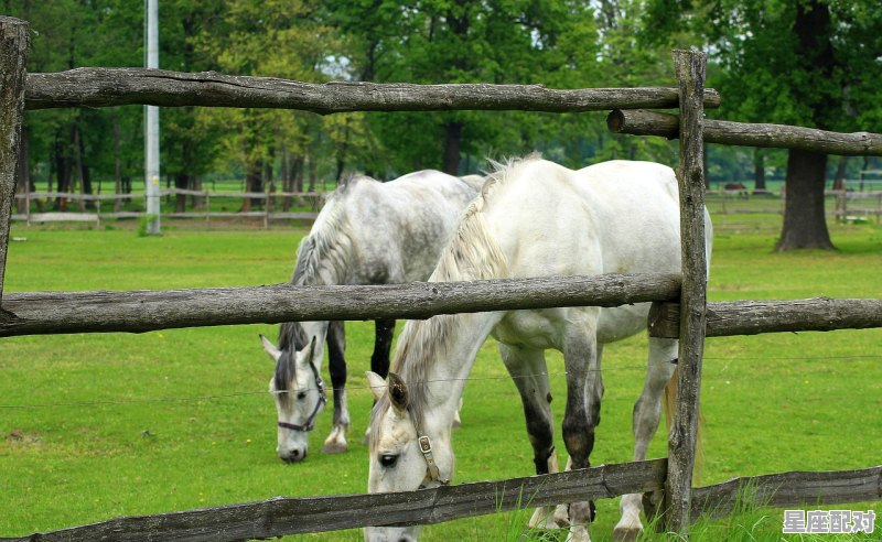 坐井观天指什么动物，欲钱买王八指什么生肖 - 星座运势