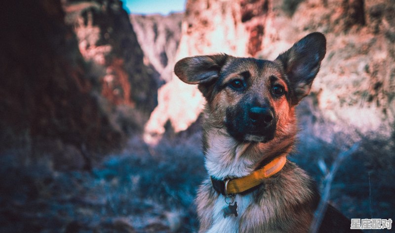 狒狒座高多少_Cambridge为何译为剑桥 - 星座运势