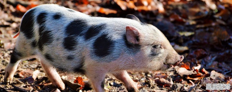 初生牛犊不怕虎是指什么意思，初生牛儿不怕虎是什么生肖 - 星座运势