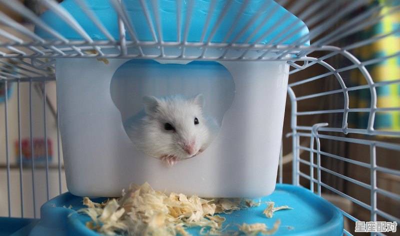 72年属鼠年吗,生肖鼠今日运势解析 - 星座运势