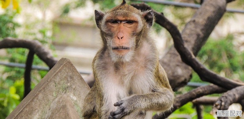 2021年几月属猴_生肖猴今日感情运势 2021年几月属猴_生肖猴今日感情运势 - 星座运势