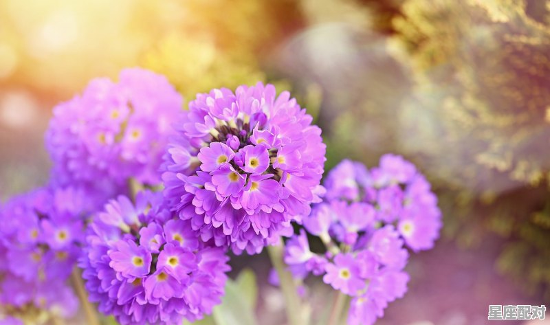 12星座的花排名,什么星座的花 12星座的花排名,什么星座的花 - 星座运势