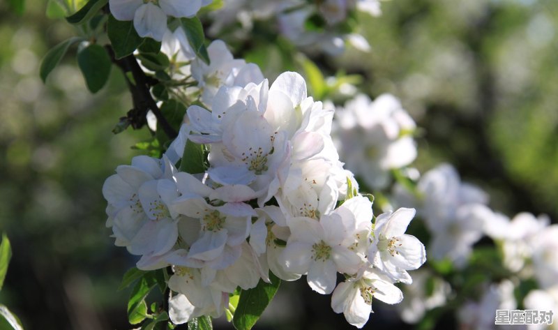 孕妇可以闻百合花吗_孕妇可以闻百合花味道吗 孕妇可以闻百合花吗_孕妇可以闻百合花味道吗 - 星座运势