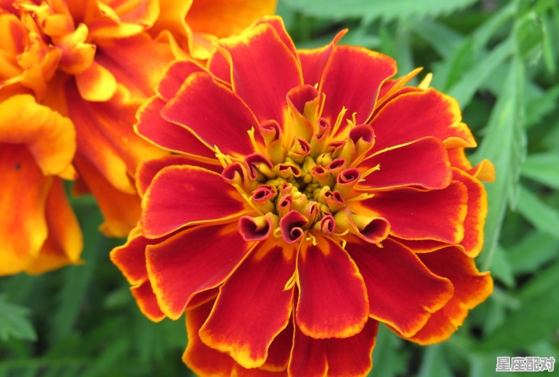 为什么天蝎和双鱼很配,天蝎的星座配对是哪个星座的 为什么天蝎和双鱼很配,天蝎的星座配对是哪个星座的 - 星座运势