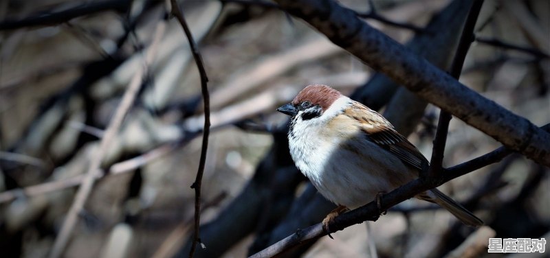 帮我猜一种动物,以晨曦最接近的是什么生肖 帮我猜一种动物,以晨曦最接近的是什么生肖 - 星座运势