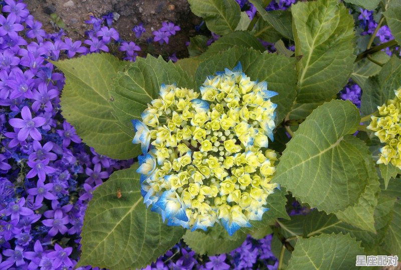 四月28号是什么星座_8月28是什么星座阴历的 四月28号是什么星座_8月28是什么星座阴历的 - 星座运势